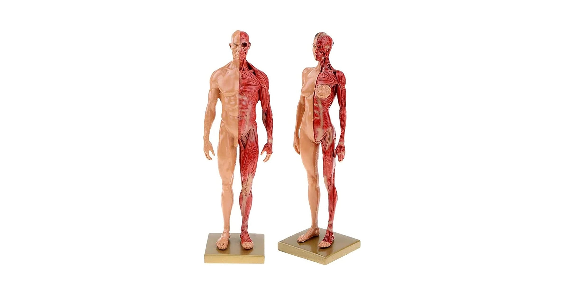 Amazon.co.jp: 解剖学モデル 人間モデル 11インチ 女性&男性